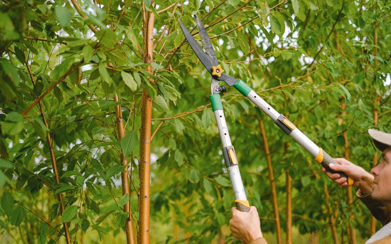 Tree trimming in Curryville, PA